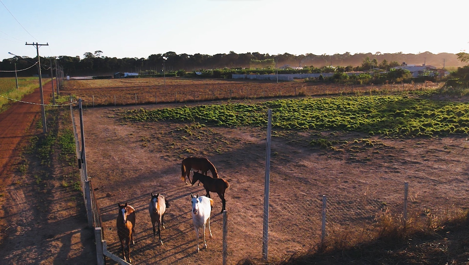 Cavalos no pôr do sol